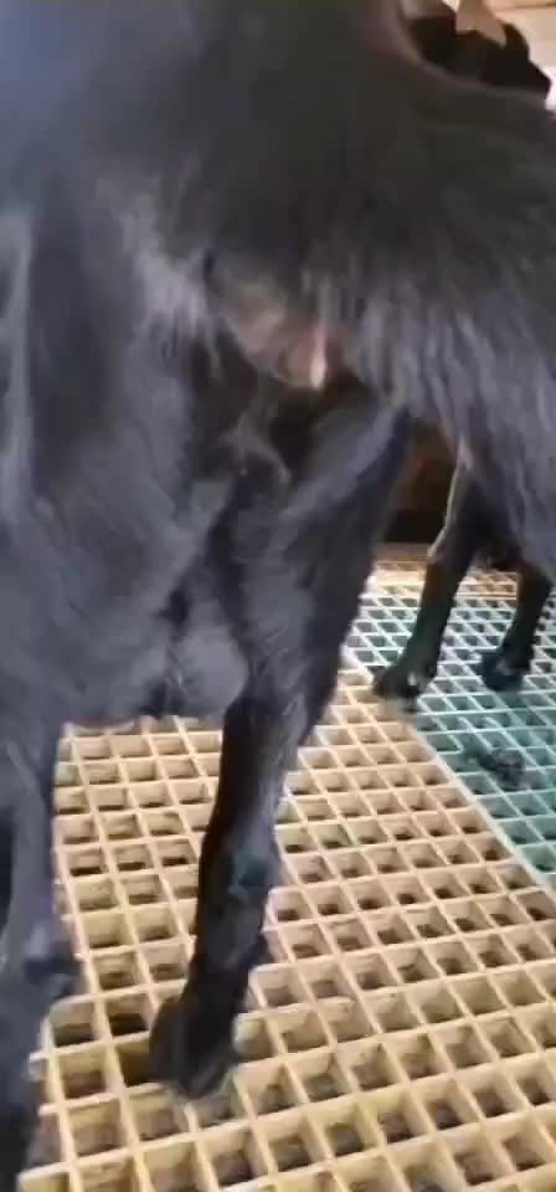 黑山羊装车中