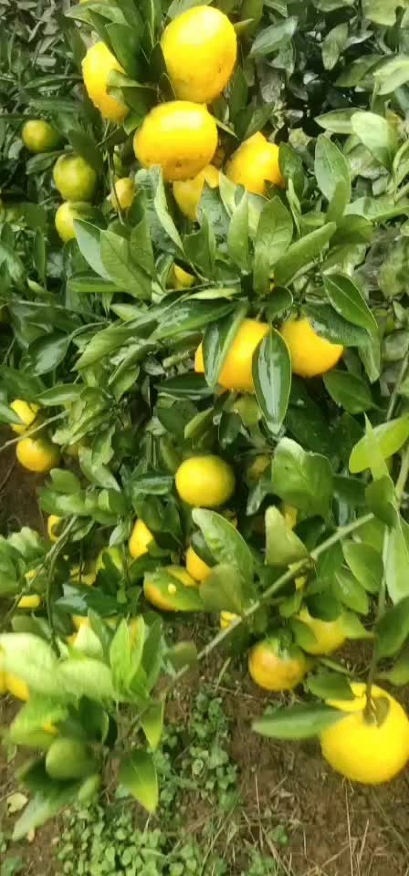 湖北当阳蜜桔