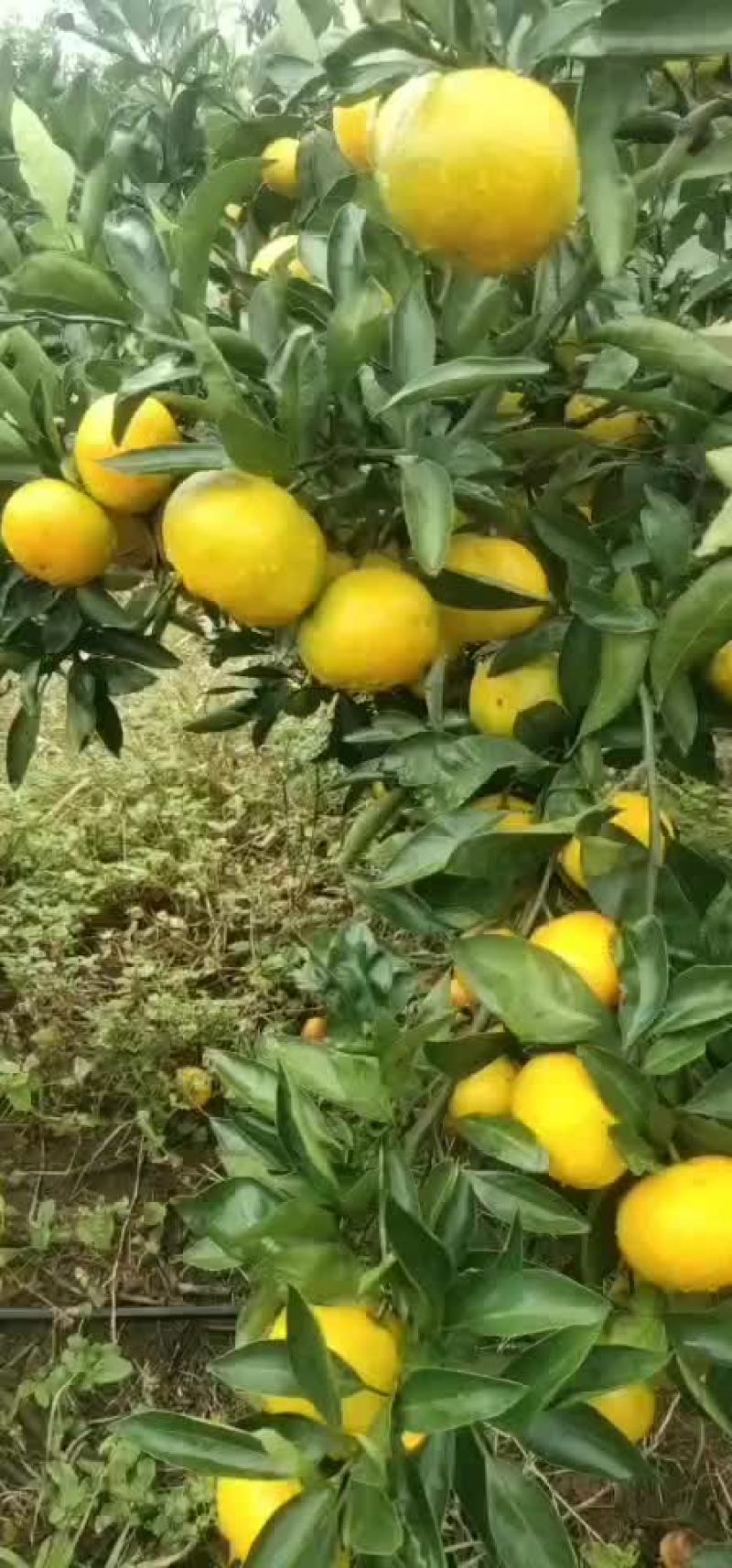 湖北当阳蜜桔