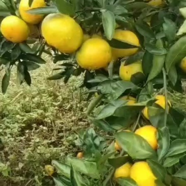 湖北当阳蜜桔