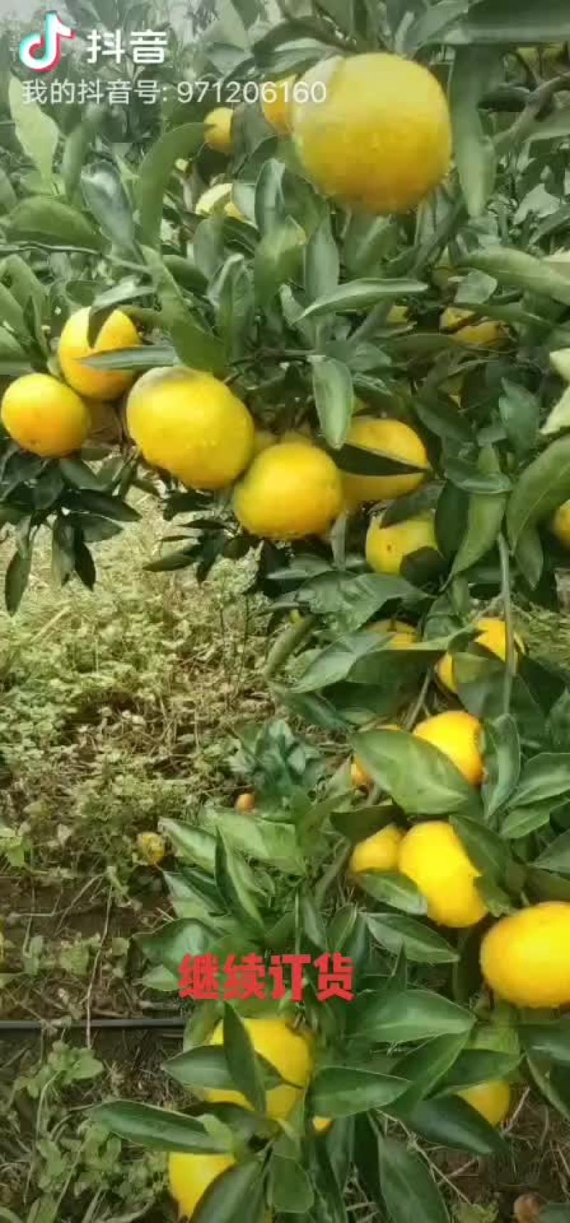 湖北当阳蜜桔