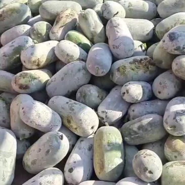本基地水果冬瓜大量上市中，质量好价格低，