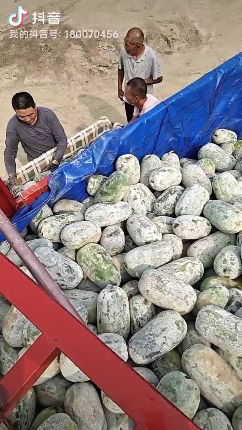 本基地水果冬瓜大量上市中，质量好价格低，