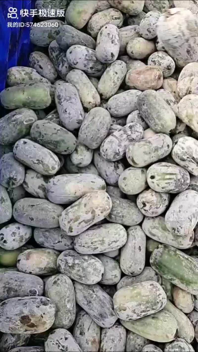 本基地水果冬瓜大量上市中，质量好价格低，