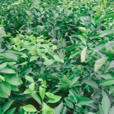黄美人柑橘苗