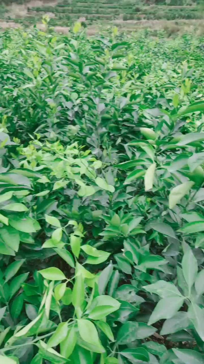 黄美人柑橘苗