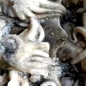 墨鱼，乌贼