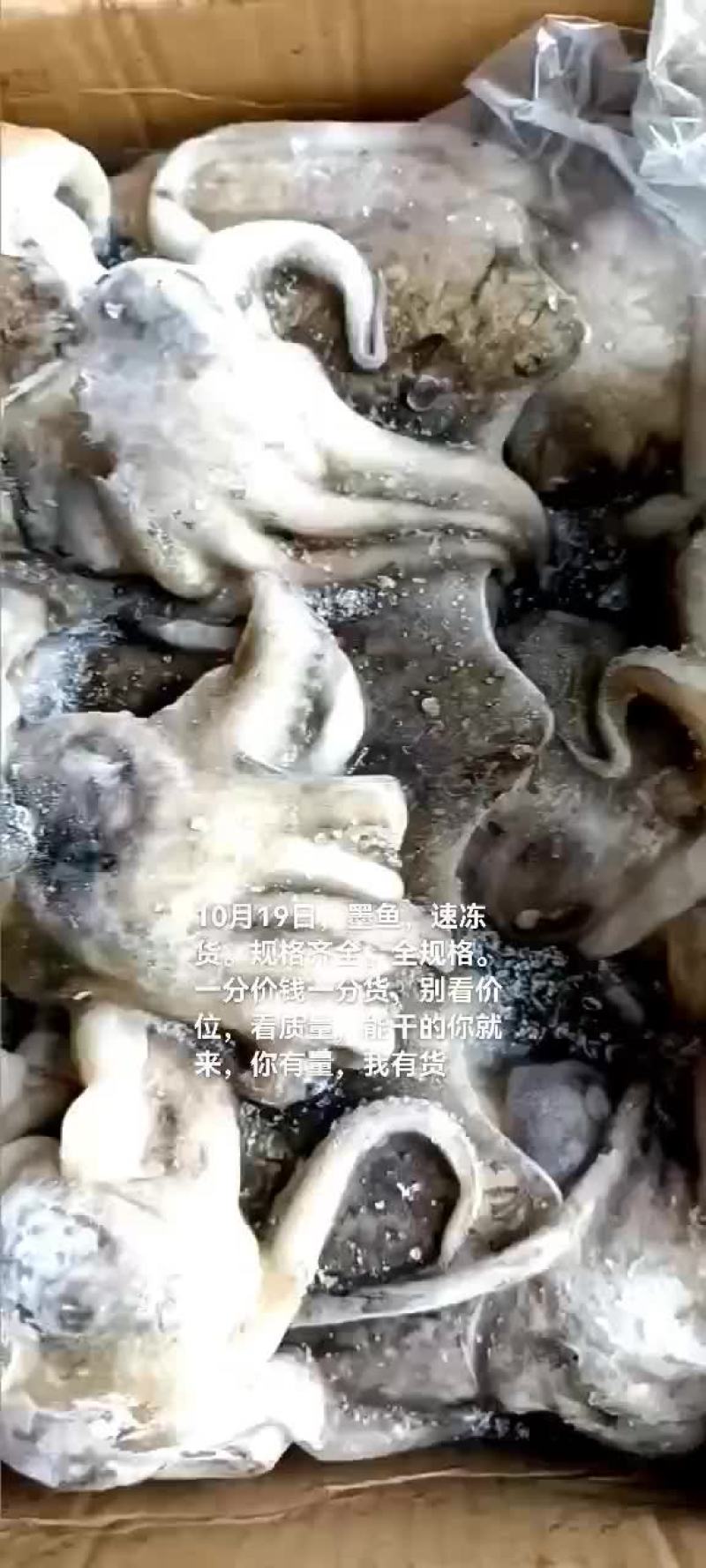 墨鱼，乌贼