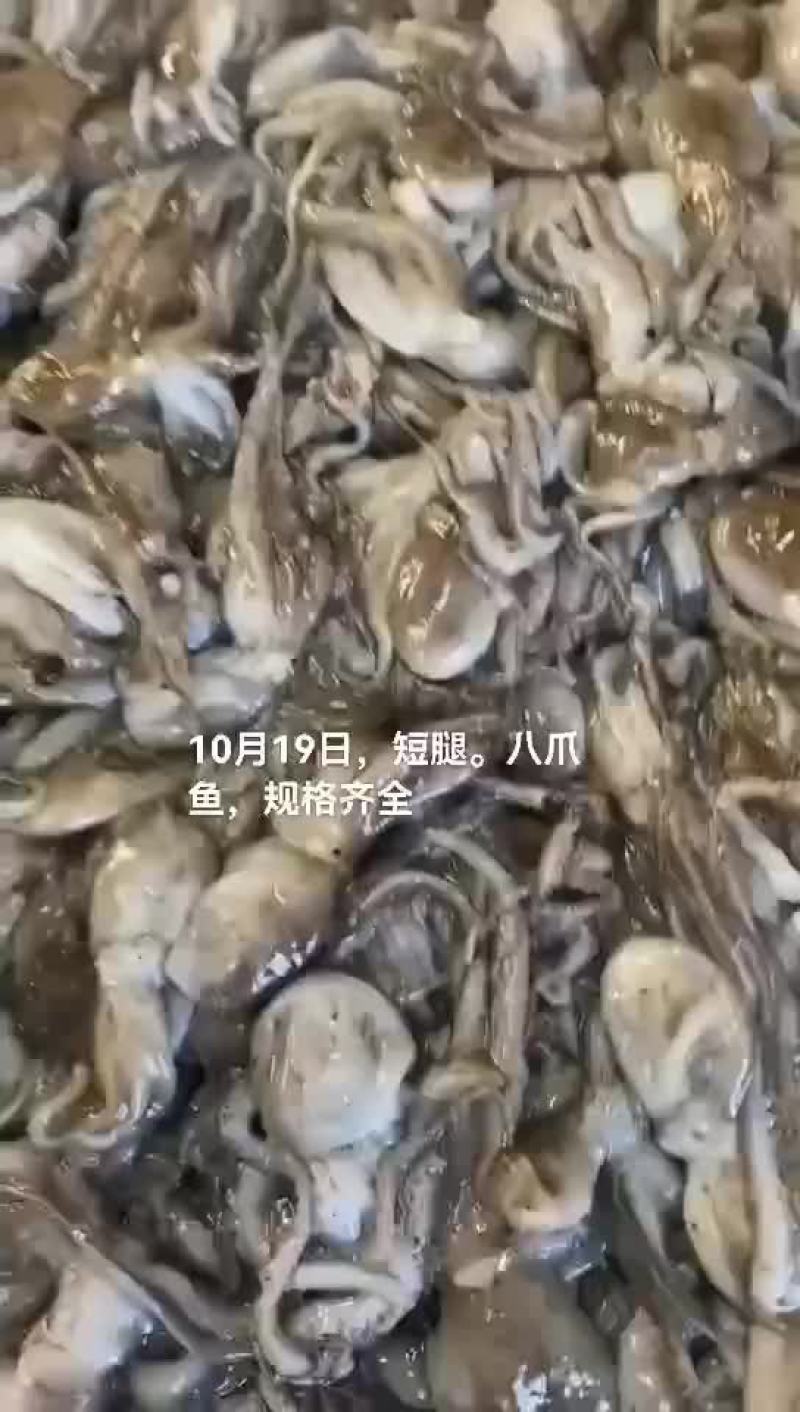 八爪鱼