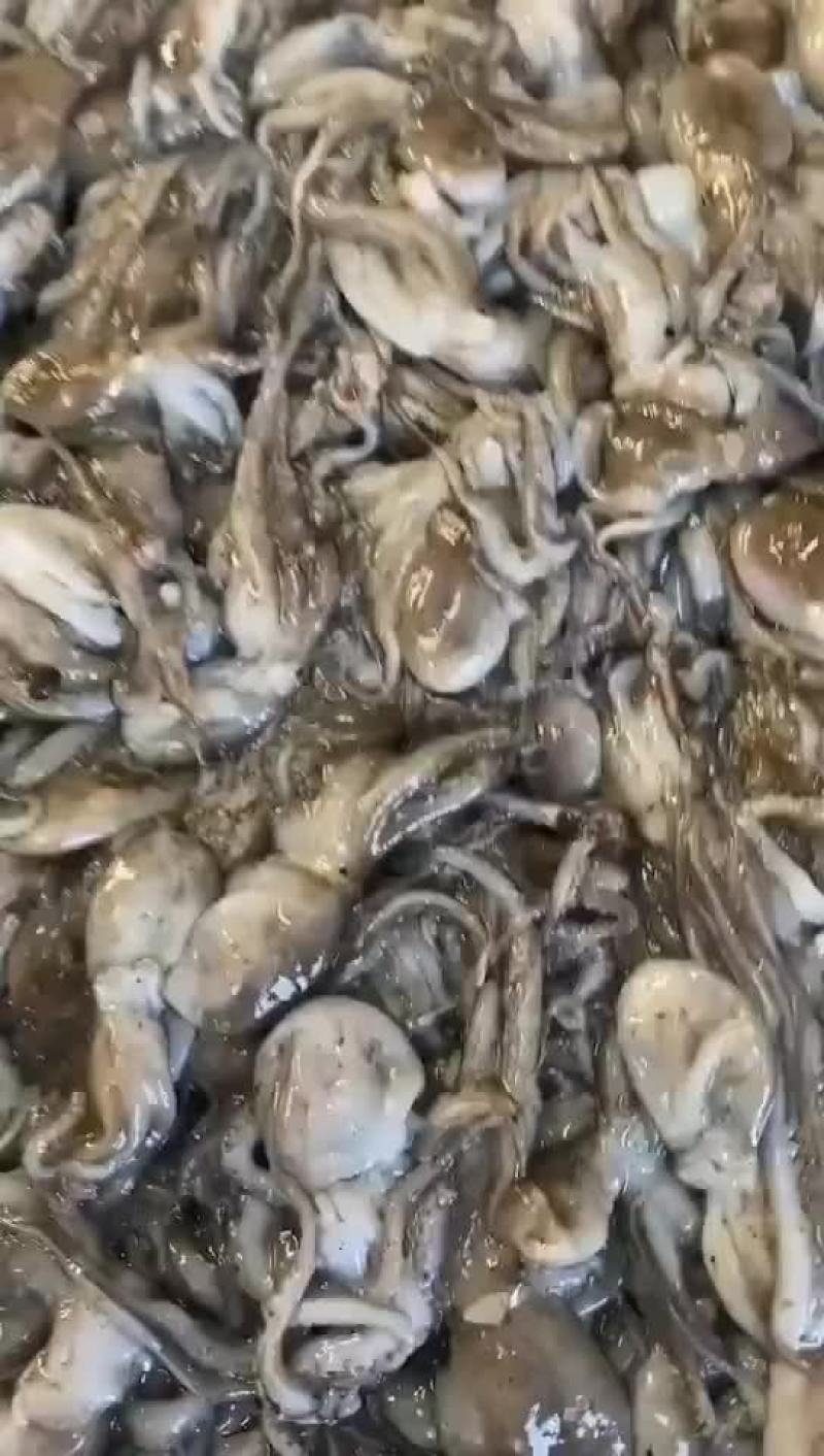 八爪鱼