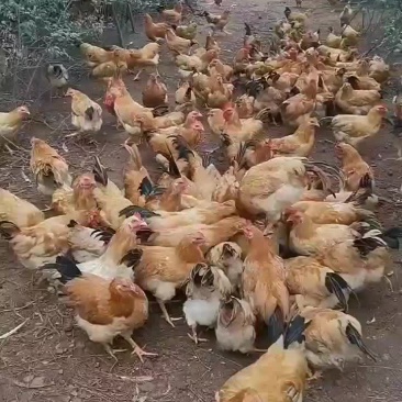 三黄阉，散养，漂亮
