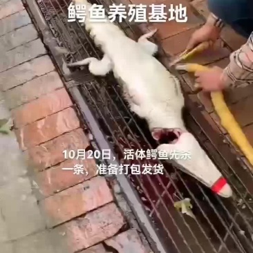活体鳄鱼