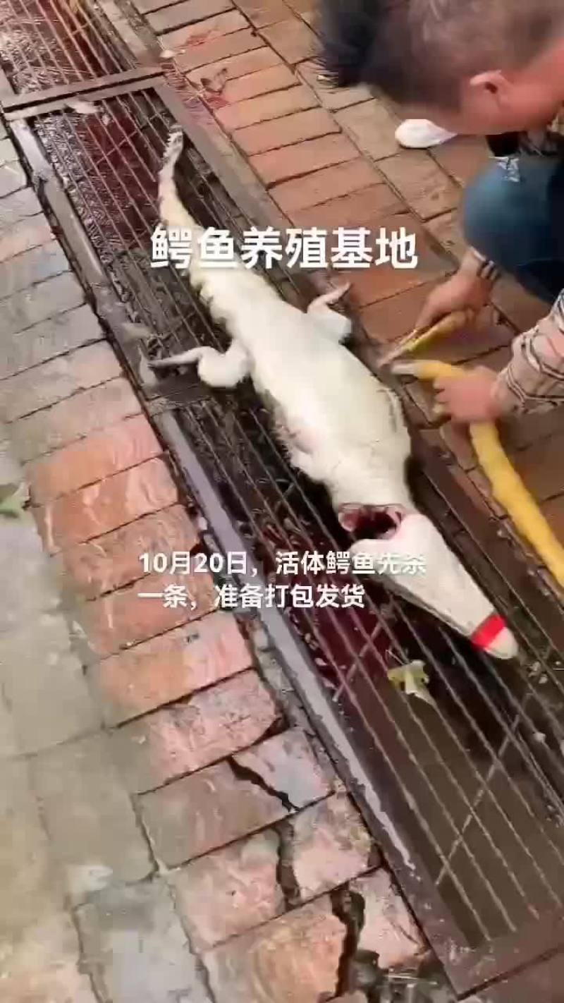 活体鳄鱼