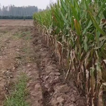 饲料，青储饲料，玉米秸秆，有收割的老板前来查看