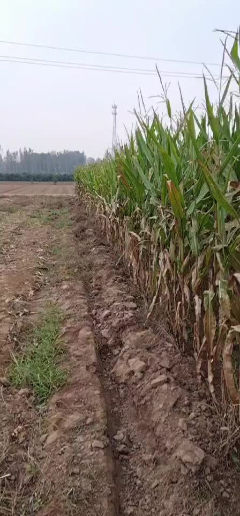 饲料，青储饲料，玉米秸秆，有收割的老板前来查看