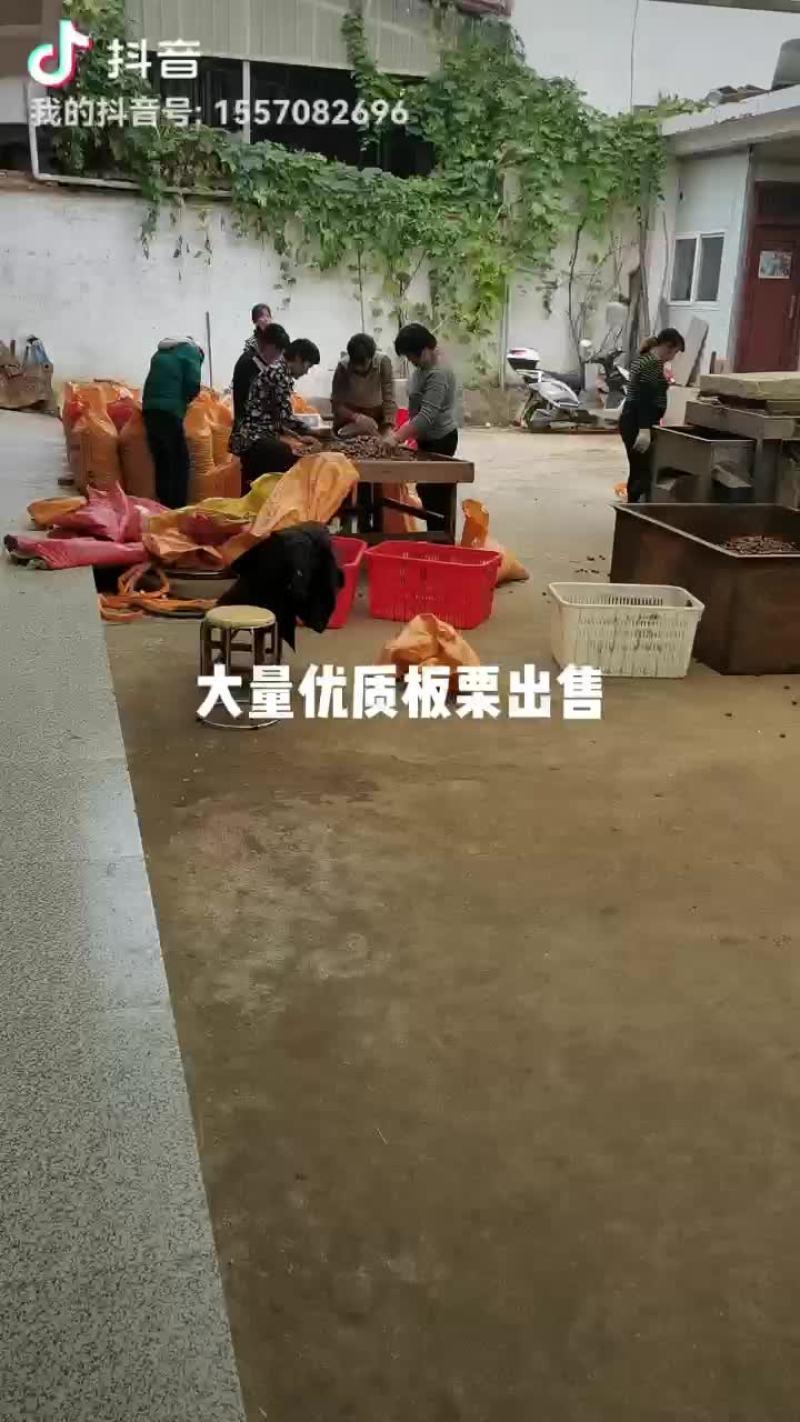 分类板栗口感甜的很