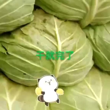 秋季甘蓝大量上市