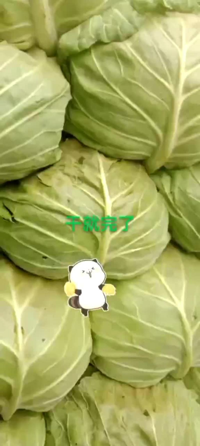 秋季甘蓝大量上市