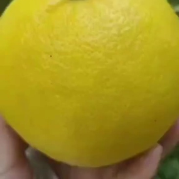 葡萄柚