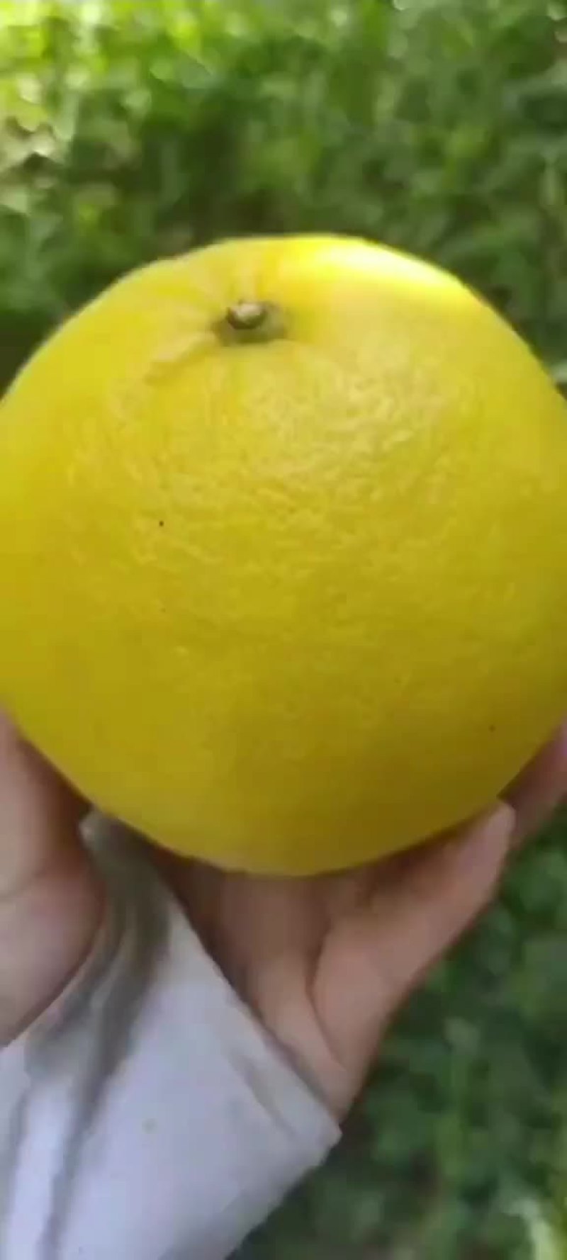 葡萄柚