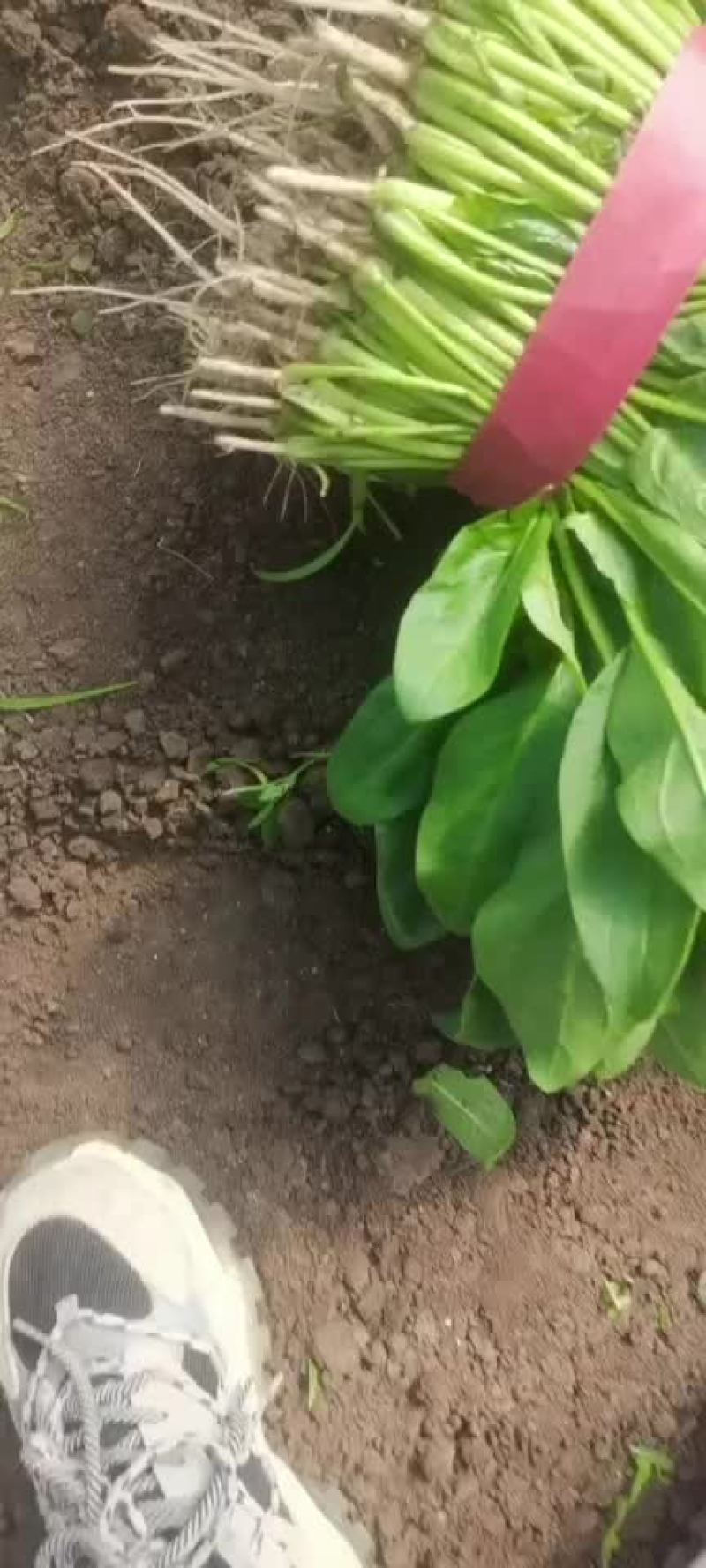 精品菠菜