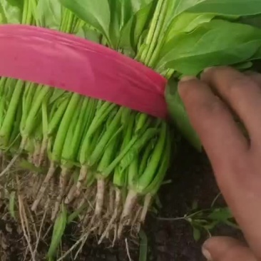 精品菠菜