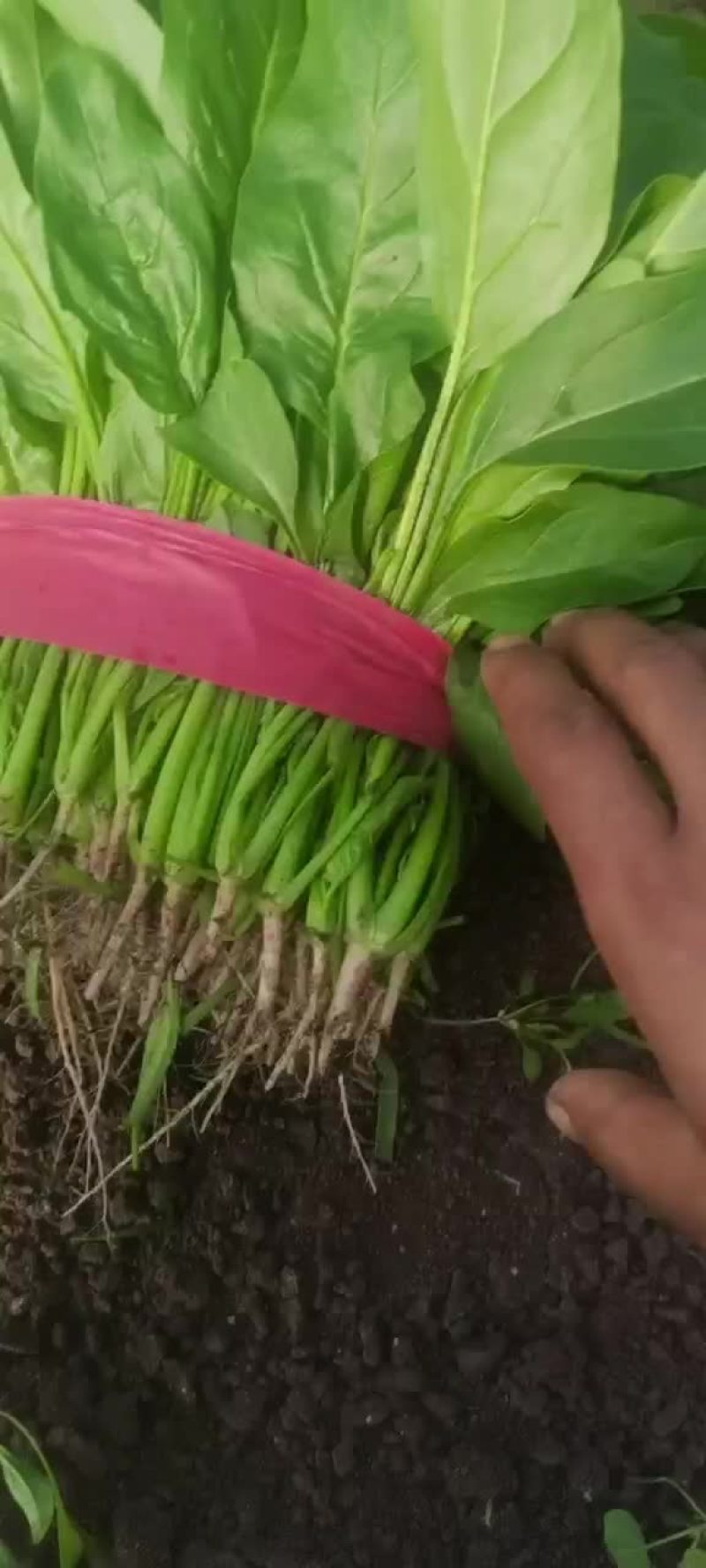 精品菠菜