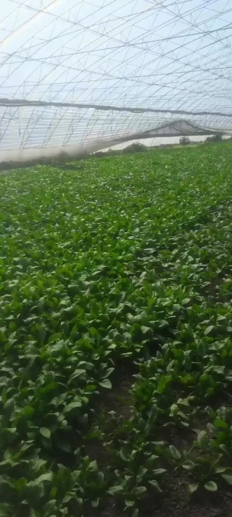 精品菠菜
