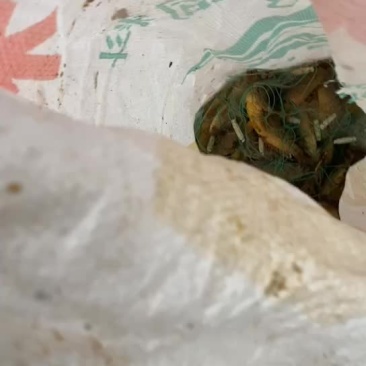 过山鲫