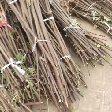 香花槐小苗