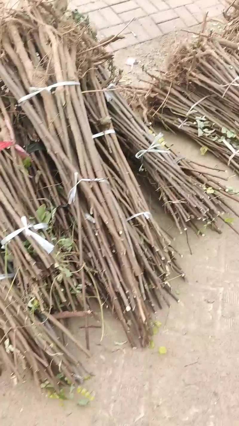 香花槐小苗