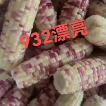 速冻花糯