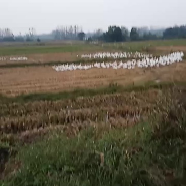 田间放养的大三花鹅，