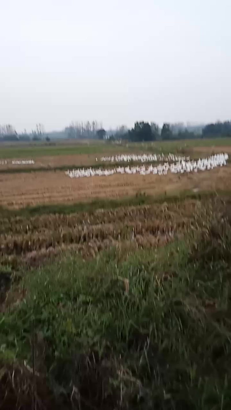 田间放养的大三花鹅，