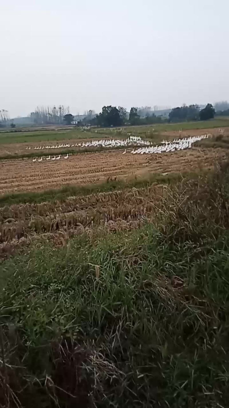 田间放养的大三花鹅，