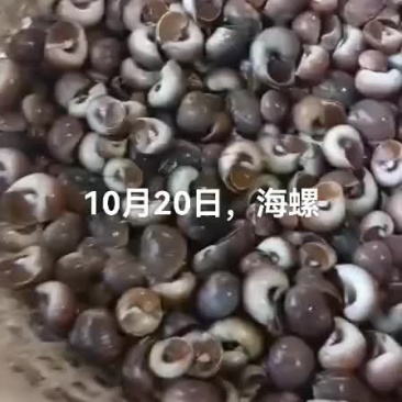 海螺