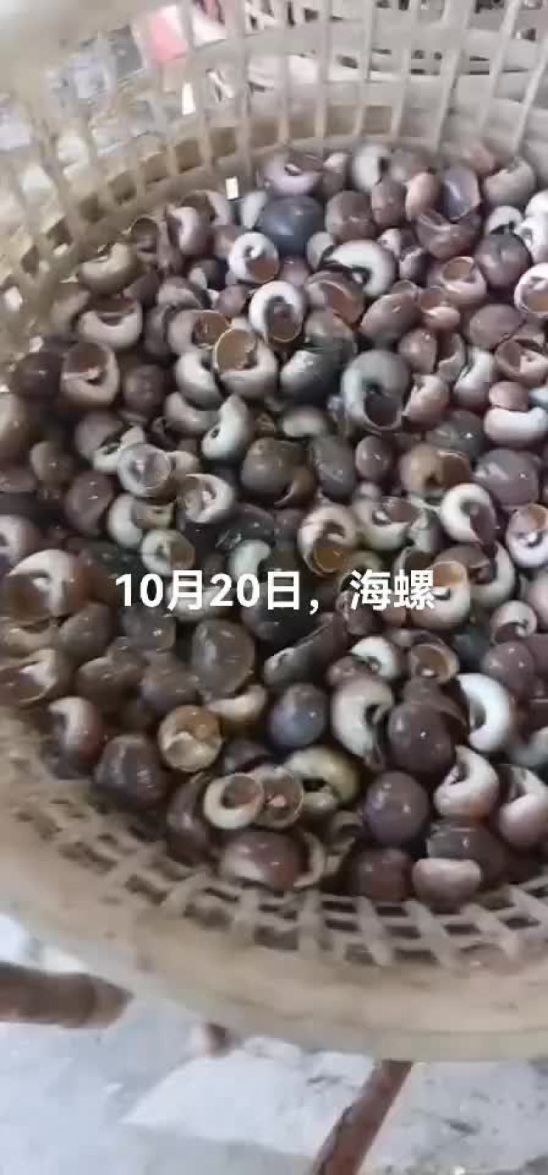 海螺