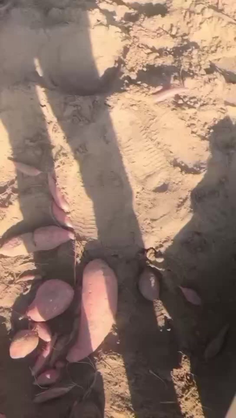 唐山滦南烟薯