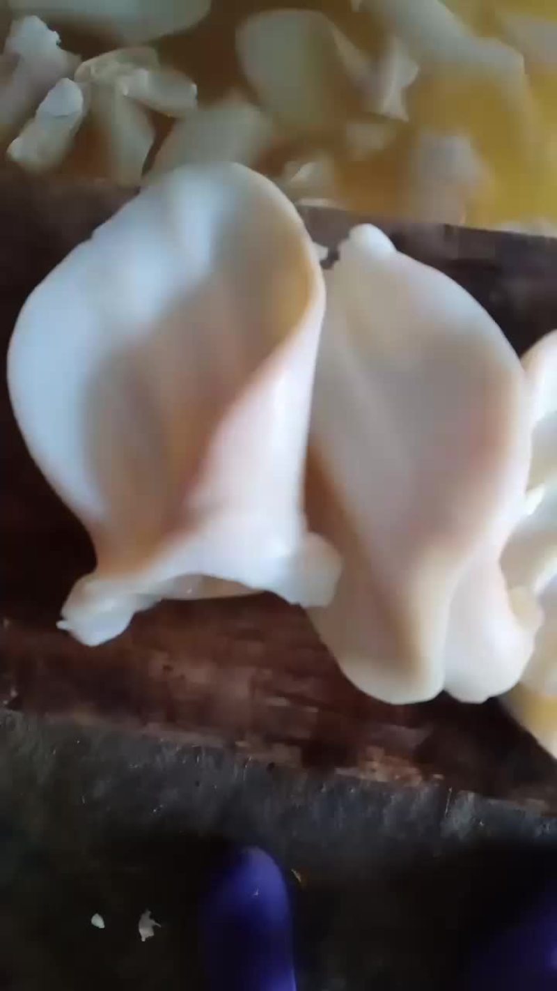 牛耳片