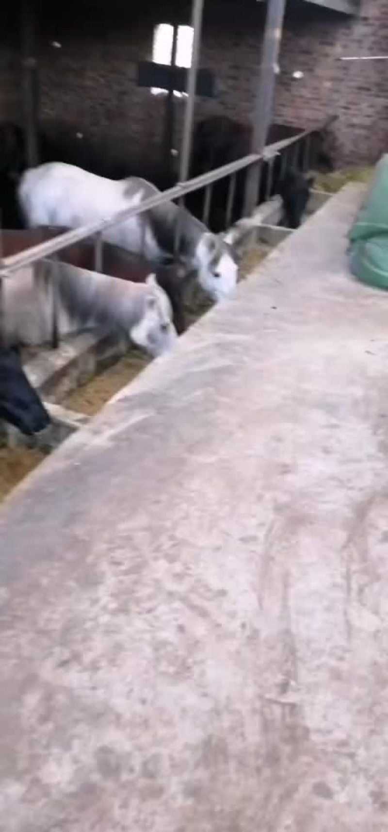 马放养马上市销售肉马骑乘马诚招全国各地客商前来选购
