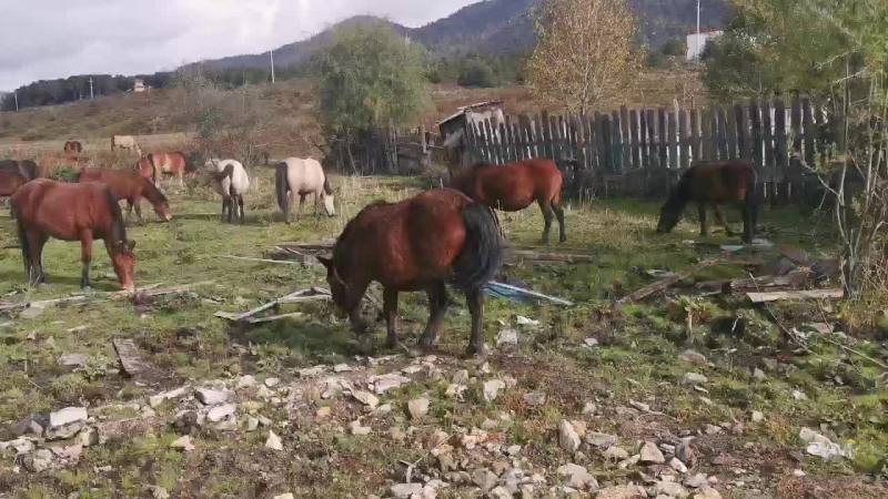 马放养马上市销售肉马骑乘马诚招全国各地客商前来选购