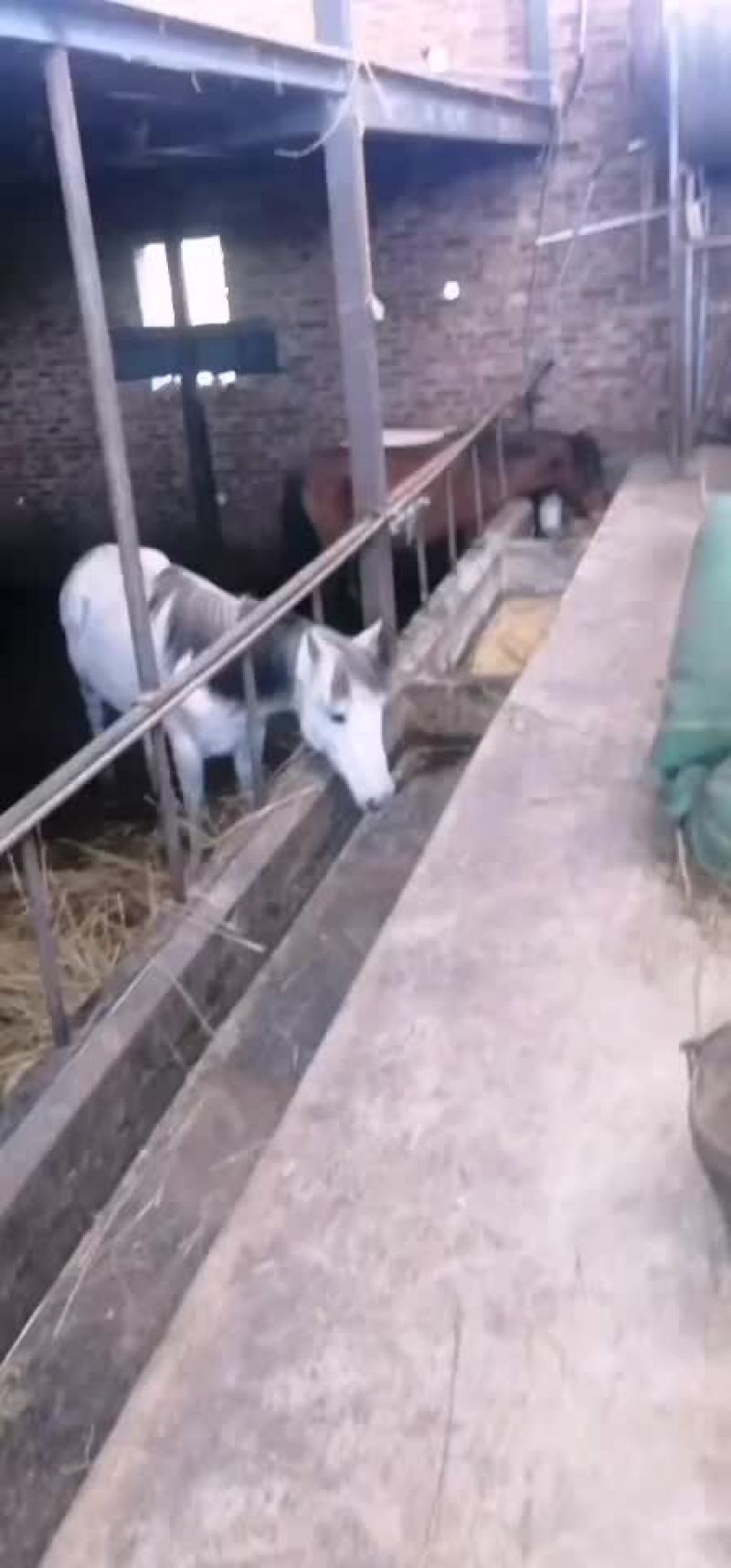 马放养马上市销售肉马骑乘马诚招全国各地客商前来选购