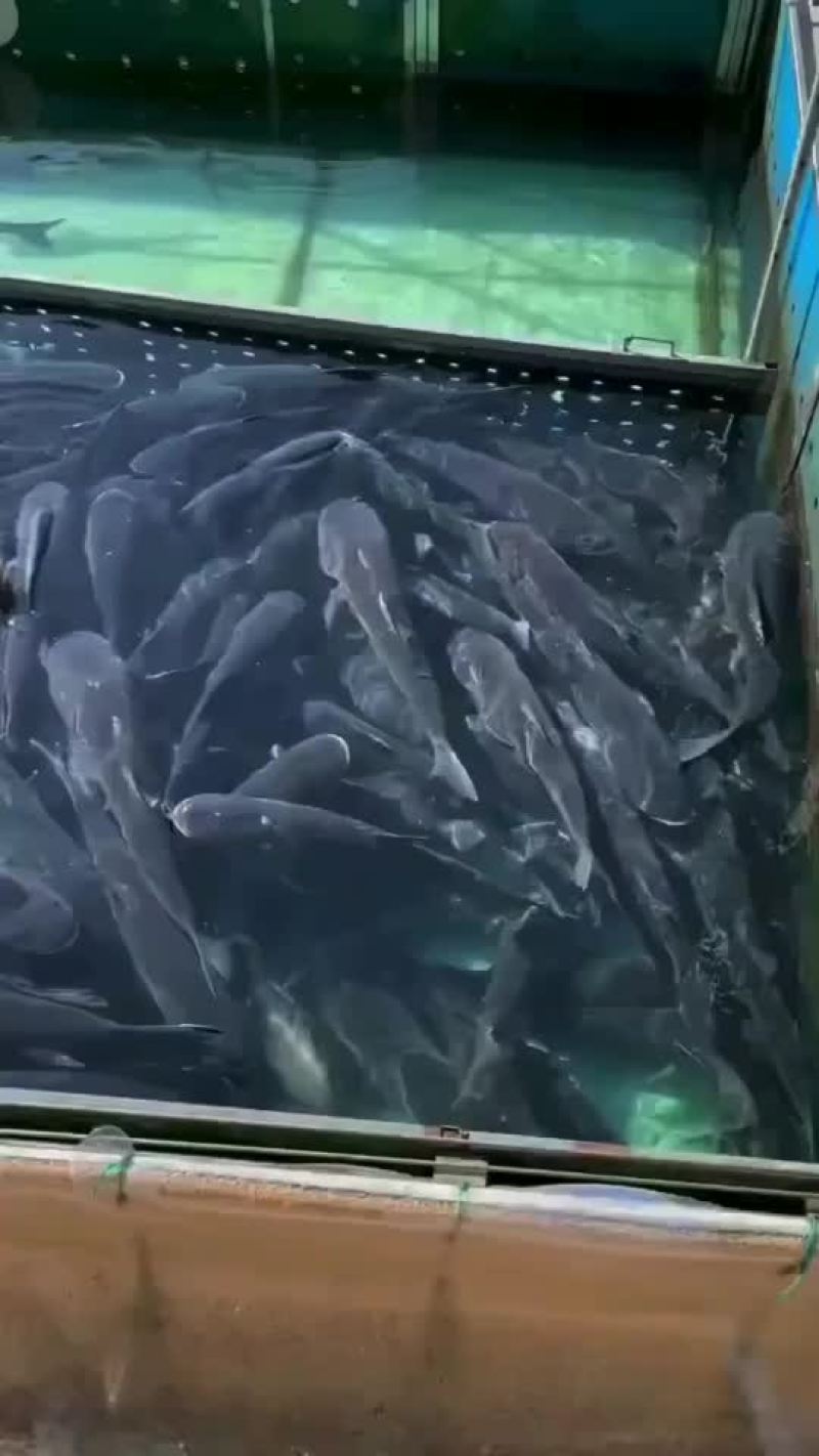 千岛湖有机鱼头