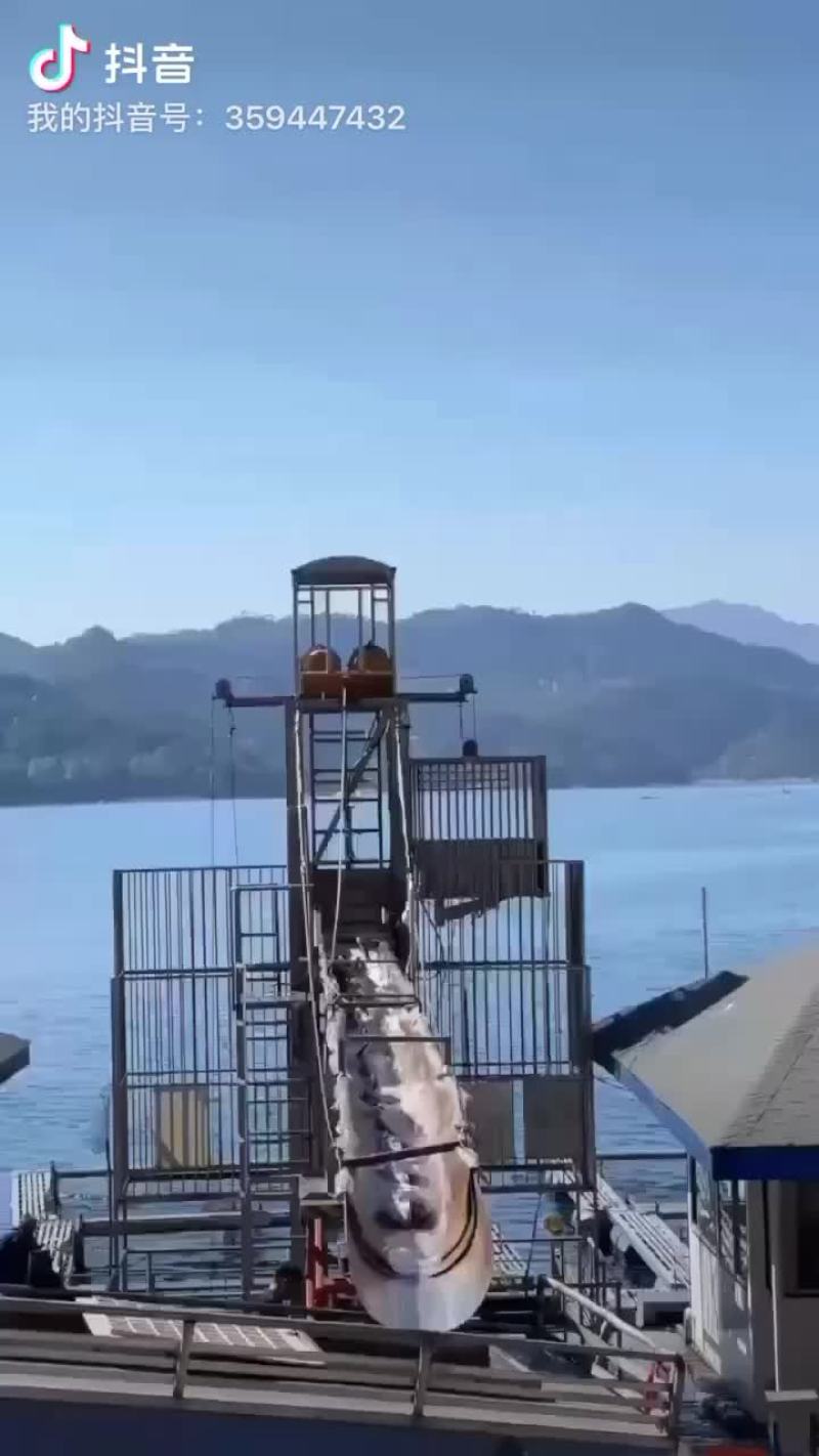 千岛湖有机鱼头