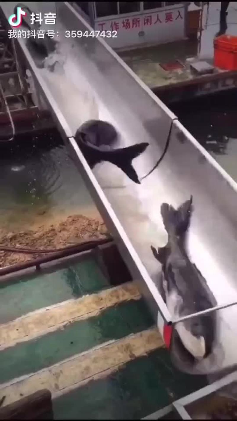 千岛湖有机鱼头