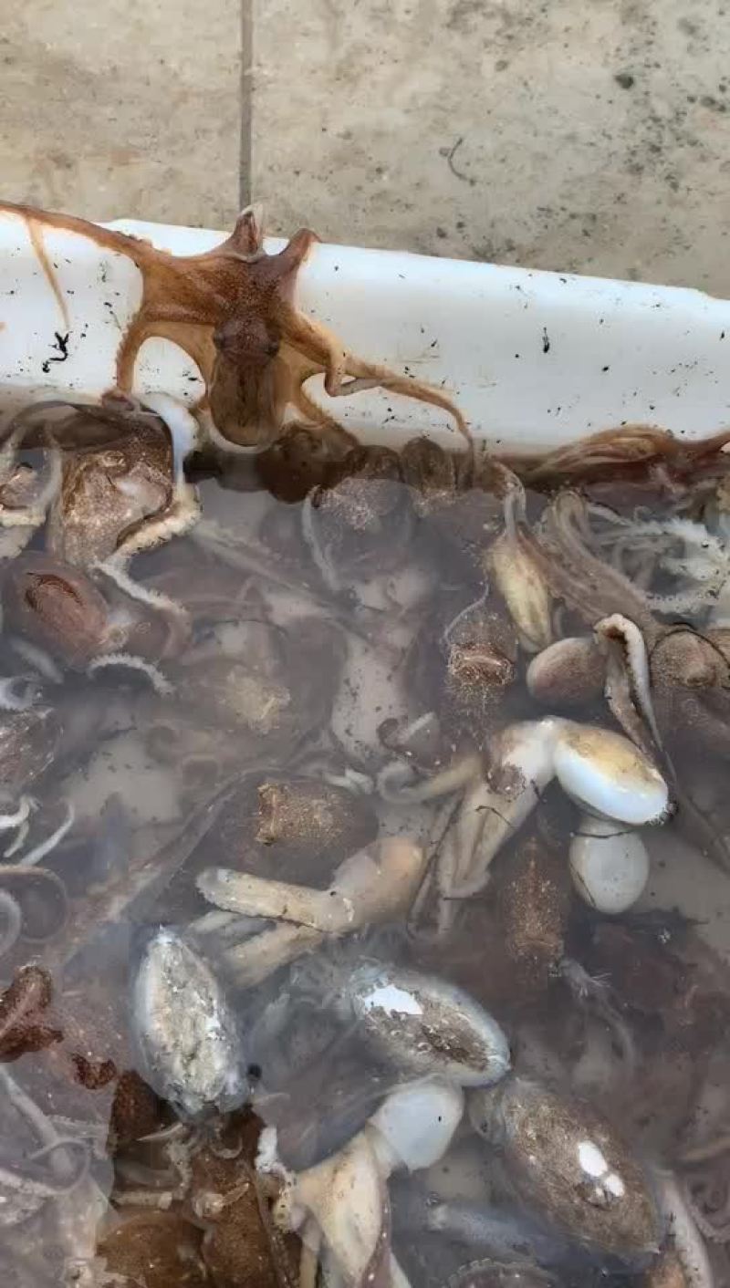 小海海鲜活八爪鱼活鲳鱼活墨鱼