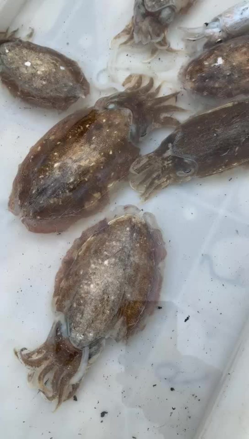 小海海鲜活八爪鱼活鲳鱼活墨鱼