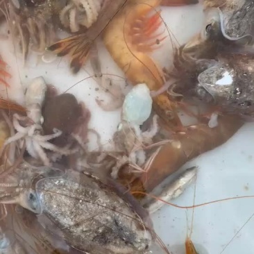 小海海鲜活八爪鱼活鲳鱼活墨鱼