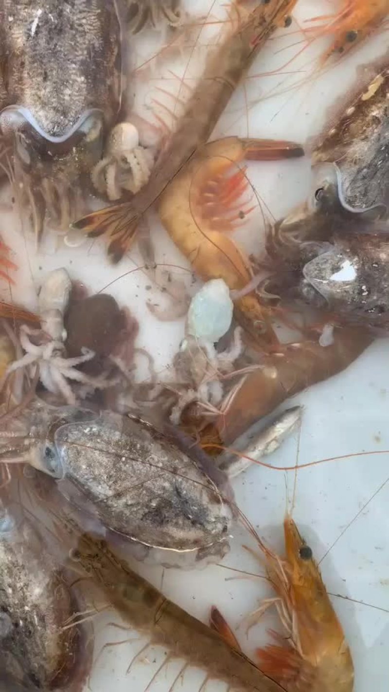 小海海鲜活八爪鱼活鲳鱼活墨鱼