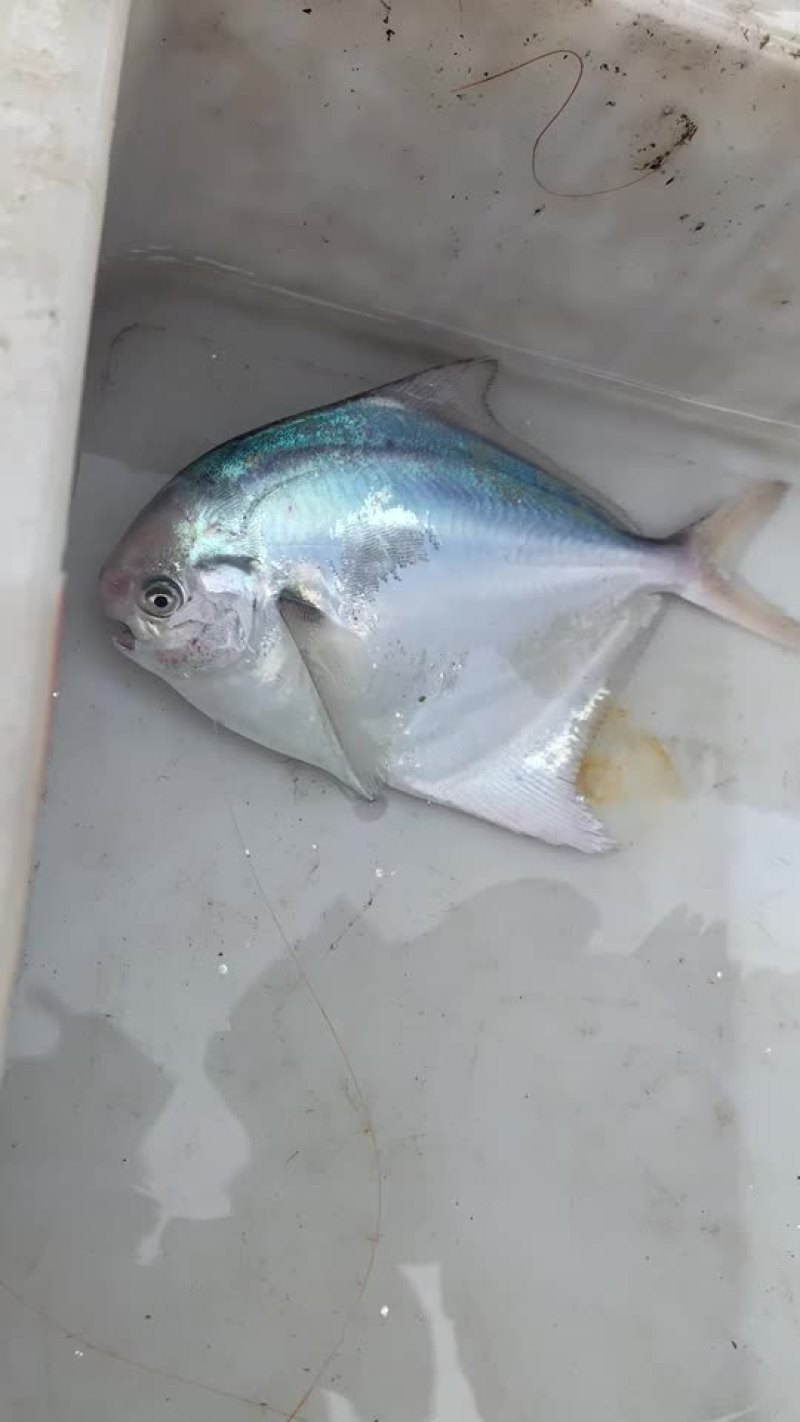 小海海鲜活八爪鱼活鲳鱼活墨鱼